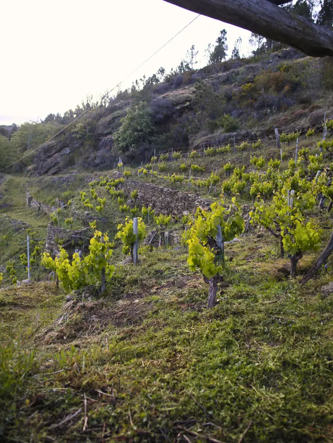 Viñedo en ladera de la Ribeira Sacra